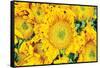 Sunflower Summer-Donnie Quillen-Framed Stretched Canvas