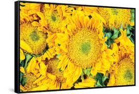 Sunflower Summer-Donnie Quillen-Framed Stretched Canvas