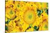 Sunflower Summer-Donnie Quillen-Stretched Canvas