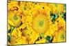 Sunflower Summer-Donnie Quillen-Mounted Art Print
