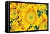 Sunflower Summer-Donnie Quillen-Framed Stretched Canvas