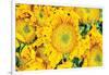 Sunflower Summer-Donnie Quillen-Framed Art Print