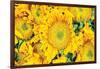 Sunflower Summer-Donnie Quillen-Framed Art Print