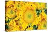 Sunflower Summer-Donnie Quillen-Stretched Canvas