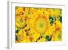 Sunflower Summer-Donnie Quillen-Framed Art Print
