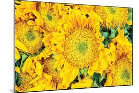 Sunflower Summer-Donnie Quillen-Mounted Art Print