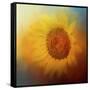 Sunflower Surprise-Jai Johnson-Framed Stretched Canvas