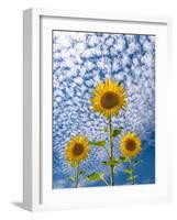 Sunflower Triad-Michael Blanchette-Framed Photographic Print