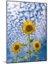 Sunflower Triad-Michael Blanchette-Mounted Photographic Print