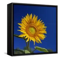 Sunflower, Tuscany, Italy, Europe-John Miller-Framed Stretched Canvas