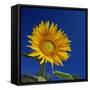 Sunflower, Tuscany, Italy, Europe-John Miller-Framed Stretched Canvas