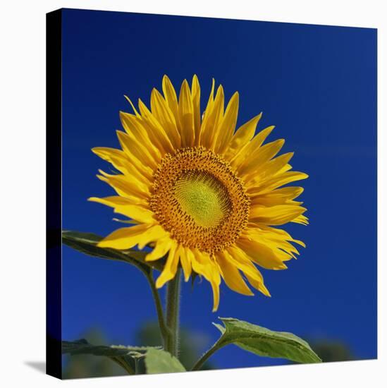 Sunflower, Tuscany, Italy, Europe-John Miller-Stretched Canvas