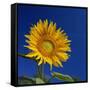 Sunflower, Tuscany, Italy, Europe-John Miller-Framed Stretched Canvas