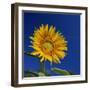 Sunflower, Tuscany, Italy, Europe-John Miller-Framed Photographic Print