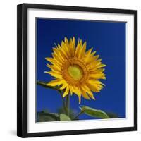 Sunflower, Tuscany, Italy, Europe-John Miller-Framed Photographic Print
