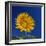 Sunflower, Tuscany, Italy, Europe-John Miller-Framed Photographic Print