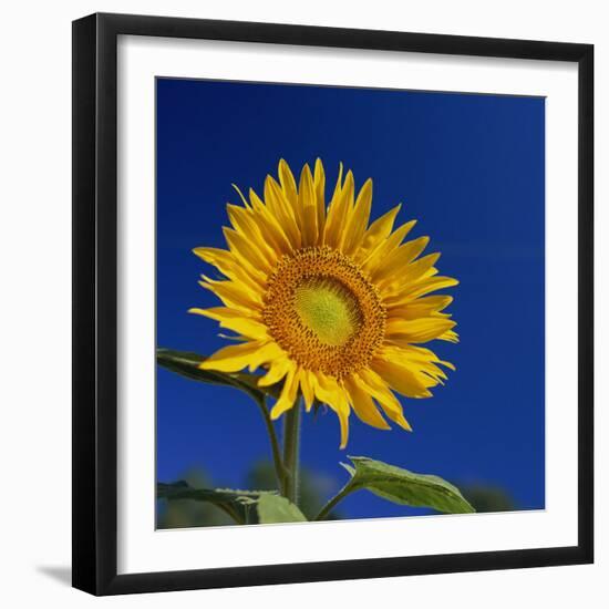 Sunflower, Tuscany, Italy, Europe-John Miller-Framed Photographic Print