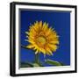 Sunflower, Tuscany, Italy, Europe-John Miller-Framed Photographic Print