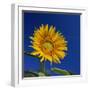 Sunflower, Tuscany, Italy, Europe-John Miller-Framed Photographic Print