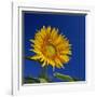 Sunflower, Tuscany, Italy, Europe-John Miller-Framed Photographic Print