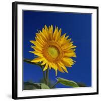 Sunflower, Tuscany, Italy, Europe-John Miller-Framed Photographic Print