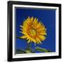 Sunflower, Tuscany, Italy, Europe-John Miller-Framed Photographic Print