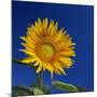 Sunflower, Tuscany, Italy, Europe-John Miller-Mounted Photographic Print