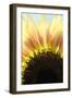 Sunflower V-Tammy Putman-Framed Photographic Print