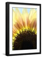 Sunflower V-Tammy Putman-Framed Photographic Print