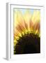 Sunflower V-Tammy Putman-Framed Photographic Print