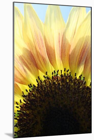 Sunflower V-Tammy Putman-Mounted Photographic Print