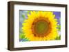 Sunflower Valensole Plateau, Alpes Haute Provence, France-Juan Carlos Munoz-Framed Photographic Print