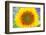 Sunflower Valensole Plateau, Alpes Haute Provence, France-Juan Carlos Munoz-Framed Photographic Print