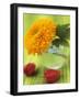 Sunflower (Variety Teddy Bear) in Glass Vase, Chinese Lanterns-Vladimir Shulevsky-Framed Photographic Print