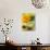 Sunflower (Variety Teddy Bear) in Glass Vase, Chinese Lanterns-Vladimir Shulevsky-Photographic Print displayed on a wall