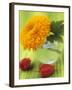 Sunflower (Variety Teddy Bear) in Glass Vase, Chinese Lanterns-Vladimir Shulevsky-Framed Photographic Print