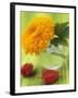 Sunflower (Variety Teddy Bear) in Glass Vase, Chinese Lanterns-Vladimir Shulevsky-Framed Photographic Print