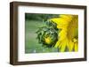 Sunflower, Vermont, USA-Lisa S. Engelbrecht-Framed Premium Photographic Print