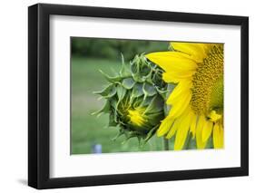 Sunflower, Vermont, USA-Lisa S. Engelbrecht-Framed Premium Photographic Print