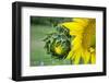 Sunflower, Vermont, USA-Lisa S. Engelbrecht-Framed Premium Photographic Print