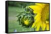 Sunflower, Vermont, USA-Lisa S. Engelbrecht-Framed Stretched Canvas