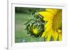 Sunflower, Vermont, USA-Lisa S. Engelbrecht-Framed Photographic Print