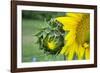 Sunflower, Vermont, USA-Lisa S. Engelbrecht-Framed Photographic Print