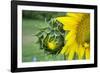 Sunflower, Vermont, USA-Lisa S. Engelbrecht-Framed Photographic Print