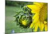 Sunflower, Vermont, USA-Lisa S. Engelbrecht-Mounted Photographic Print