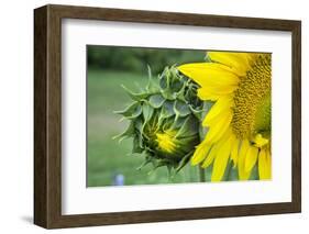 Sunflower, Vermont, USA-Lisa S. Engelbrecht-Framed Photographic Print