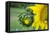 Sunflower, Vermont, USA-Lisa S. Engelbrecht-Framed Stretched Canvas