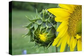 Sunflower, Vermont, USA-Lisa S. Engelbrecht-Stretched Canvas