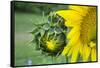 Sunflower, Vermont, USA-Lisa S. Engelbrecht-Framed Stretched Canvas