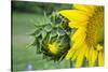 Sunflower, Vermont, USA-Lisa S. Engelbrecht-Stretched Canvas
